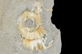 Two Fossil Ammonites (Promicroceras) - Lyme Regis #166652-1